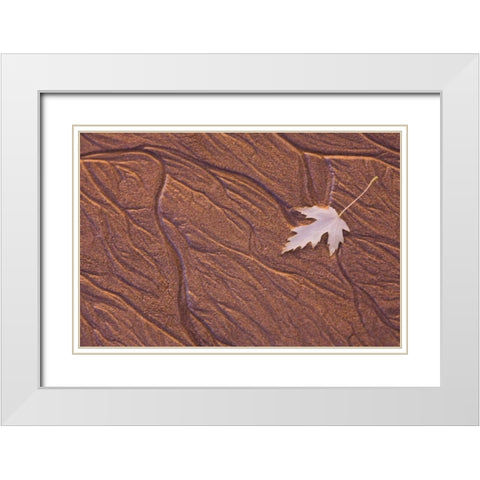 Maine, Phippsburg Leaf on Popham Beach, sunrise White Modern Wood Framed Art Print with Double Matting by Clemons, Kathleen