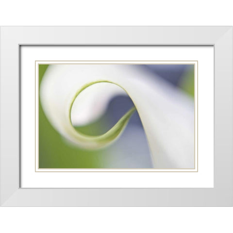 Maine, Harpswell Curled calla lily petal White Modern Wood Framed Art Print with Double Matting by Clemons, Kathleen