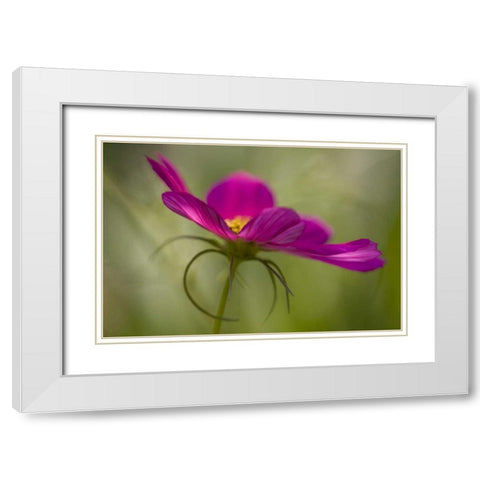 Maine, Harpswell Pink cosmos flower White Modern Wood Framed Art Print with Double Matting by Clemons, Kathleen