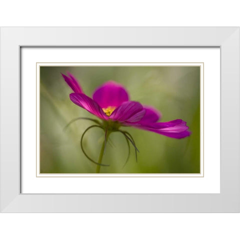 Maine, Harpswell Pink cosmos flower White Modern Wood Framed Art Print with Double Matting by Clemons, Kathleen
