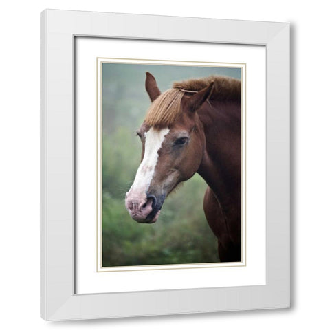 Maine, Harpswell Horse on a foggy day White Modern Wood Framed Art Print with Double Matting by Clemons, Kathleen