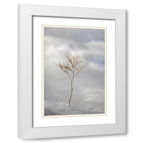 ME, Harpswell Sprig of sea lavender in ice White Modern Wood Framed Art Print with Double Matting by Clemons, Kathleen