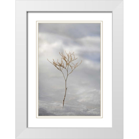 ME, Harpswell Sprig of sea lavender in ice White Modern Wood Framed Art Print with Double Matting by Clemons, Kathleen