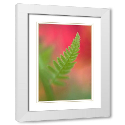 USA, Maine, Harpswell Newly-emerged fern leaf White Modern Wood Framed Art Print with Double Matting by Clemons, Kathleen
