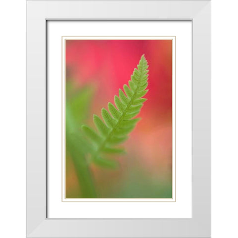 USA, Maine, Harpswell Newly-emerged fern leaf White Modern Wood Framed Art Print with Double Matting by Clemons, Kathleen