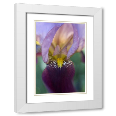 USA, Maine, Harpswell Close-up of iris flower White Modern Wood Framed Art Print with Double Matting by Clemons, Kathleen