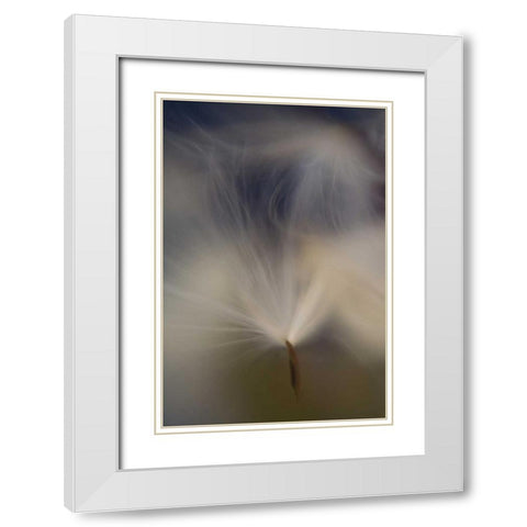 Maine, Harpswell Abstract Milkweed seeds White Modern Wood Framed Art Print with Double Matting by Clemons, Kathleen
