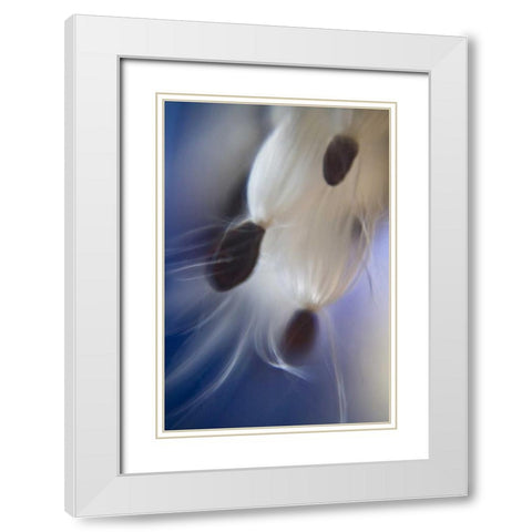 Maine, Harpswell Abstract Milkweed seeds White Modern Wood Framed Art Print with Double Matting by Clemons, Kathleen
