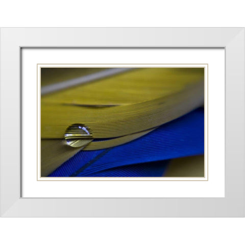 ME, Harpswell Water drop on parrot feathers White Modern Wood Framed Art Print with Double Matting by Clemons, Kathleen