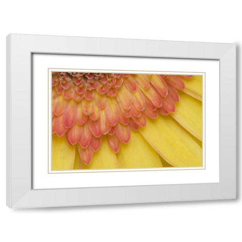 ME, Harpswell Yellow and pink gerbera daisy White Modern Wood Framed Art Print with Double Matting by Clemons, Kathleen