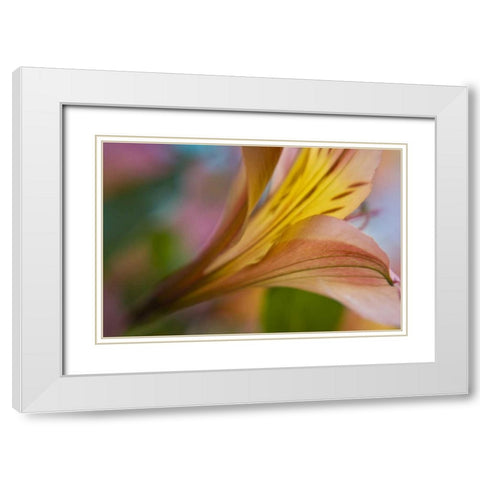 Maine, Harpswell Pink and yellow lily White Modern Wood Framed Art Print with Double Matting by Clemons, Kathleen