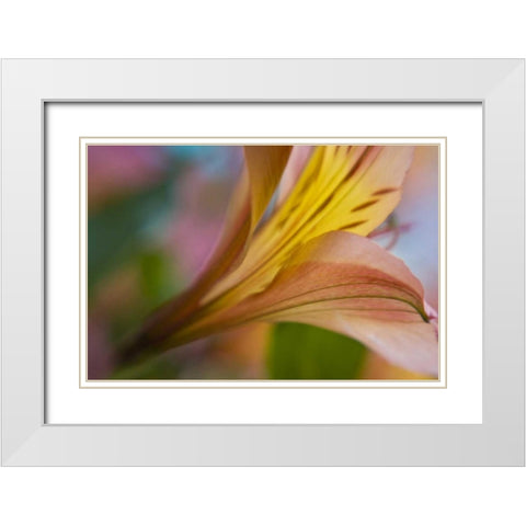 Maine, Harpswell Pink and yellow lily White Modern Wood Framed Art Print with Double Matting by Clemons, Kathleen