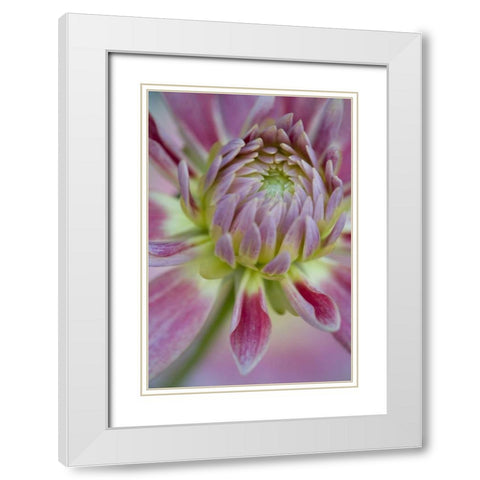 Maine, Harpswell Close-up of pink dahlia flower White Modern Wood Framed Art Print with Double Matting by Clemons, Kathleen