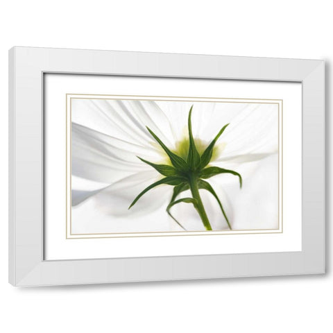 ME, Harpswell Underside of a white cosmos White Modern Wood Framed Art Print with Double Matting by Clemons, Kathleen