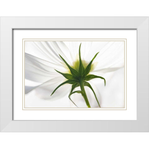 ME, Harpswell Underside of a white cosmos White Modern Wood Framed Art Print with Double Matting by Clemons, Kathleen