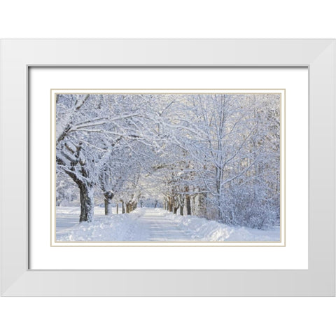 Maine, Harpswell Heavy snowfall on Bear Paw Road White Modern Wood Framed Art Print with Double Matting by Clemons, Kathleen