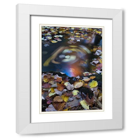 ME, Acadia Whirlpool of fallen leaves in stream White Modern Wood Framed Art Print with Double Matting by Rotenberg, Nancy
