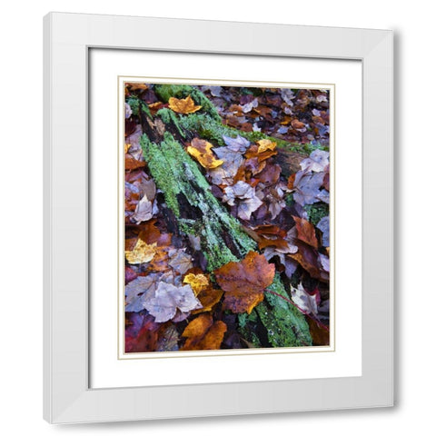 Fallen leaves and lichen log, Acadia NP, Maine White Modern Wood Framed Art Print with Double Matting by Rotenberg, Nancy