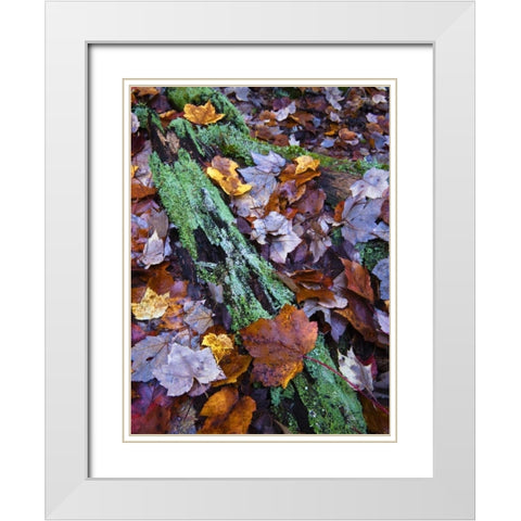 Fallen leaves and lichen log, Acadia NP, Maine White Modern Wood Framed Art Print with Double Matting by Rotenberg, Nancy