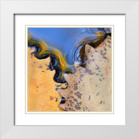 ME, Acadia NP Leaves form pattern on pond water White Modern Wood Framed Art Print with Double Matting by Rotenberg, Nancy
