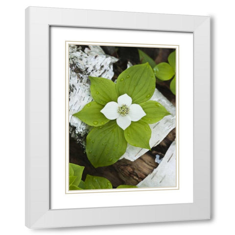 Maine, Acadia NP Bunchberry plant on log White Modern Wood Framed Art Print with Double Matting by Rotenberg, Nancy