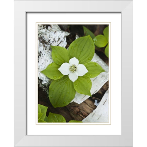 Maine, Acadia NP Bunchberry plant on log White Modern Wood Framed Art Print with Double Matting by Rotenberg, Nancy