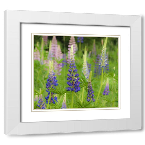 Maine, Acadia NP Field of blooming lupines White Modern Wood Framed Art Print with Double Matting by Rotenberg, Nancy