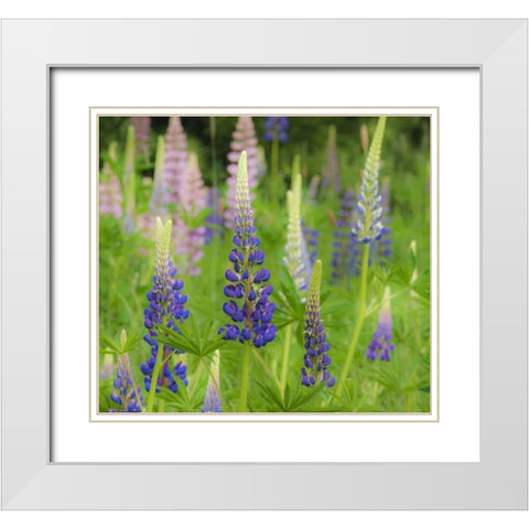 Maine, Acadia NP Field of blooming lupines White Modern Wood Framed Art Print with Double Matting by Rotenberg, Nancy
