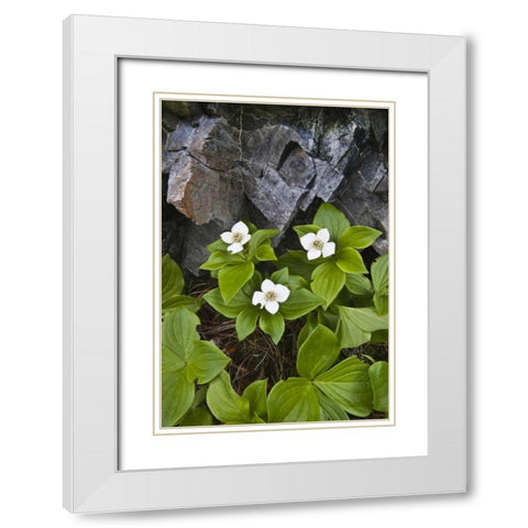 ME, Acadia NP Bunchberry plant and rocks White Modern Wood Framed Art Print with Double Matting by Rotenberg, Nancy