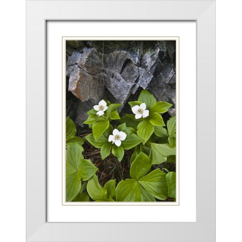 ME, Acadia NP Bunchberry plant and rocks White Modern Wood Framed Art Print with Double Matting by Rotenberg, Nancy