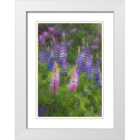 ME, Southwest Harbor Blooming Lupines in garden White Modern Wood Framed Art Print with Double Matting by Rotenberg, Nancy