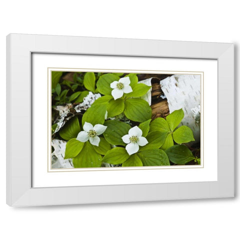 Maine, Acadia NP Bunchberry plant on log White Modern Wood Framed Art Print with Double Matting by Rotenberg, Nancy