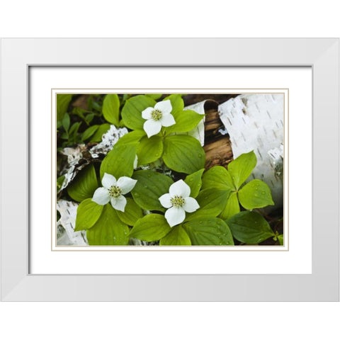 Maine, Acadia NP Bunchberry plant on log White Modern Wood Framed Art Print with Double Matting by Rotenberg, Nancy