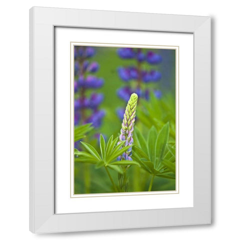 ME, Acadia NP Lupine bud starting to bloom White Modern Wood Framed Art Print with Double Matting by Rotenberg, Nancy
