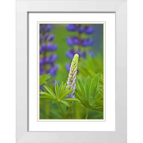 ME, Acadia NP Lupine bud starting to bloom White Modern Wood Framed Art Print with Double Matting by Rotenberg, Nancy
