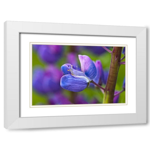 Maine, Acadia NP Blooming lupine flower White Modern Wood Framed Art Print with Double Matting by Rotenberg, Nancy