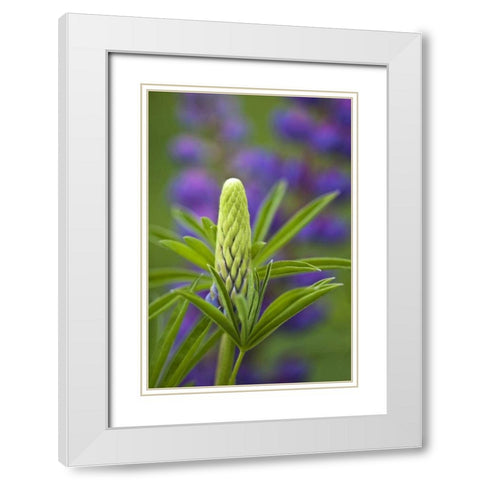 Maine, Acadia NP Close-up of lupine flower bud White Modern Wood Framed Art Print with Double Matting by Rotenberg, Nancy