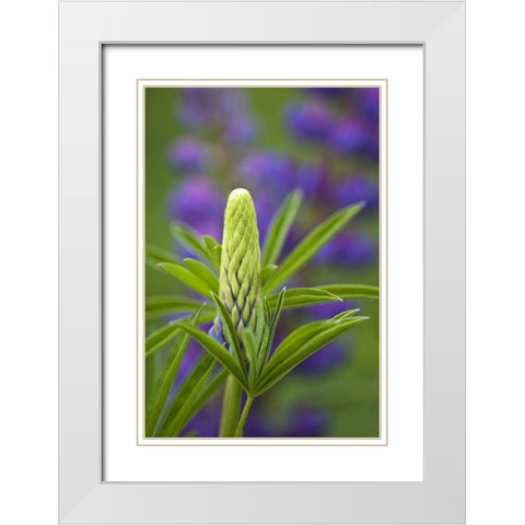 Maine, Acadia NP Close-up of lupine flower bud White Modern Wood Framed Art Print with Double Matting by Rotenberg, Nancy