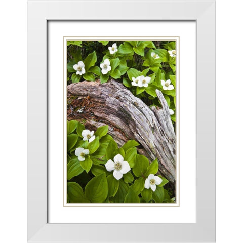 ME, Acadia NP Dwarf cornel plant on rotting log White Modern Wood Framed Art Print with Double Matting by Rotenberg, Nancy