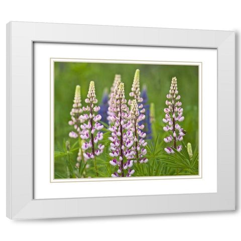 Maine, Acadia NP Lupine flowers and bee White Modern Wood Framed Art Print with Double Matting by Rotenberg, Nancy