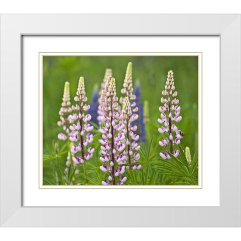 Maine, Acadia NP Lupine flowers and bee White Modern Wood Framed Art Print with Double Matting by Rotenberg, Nancy