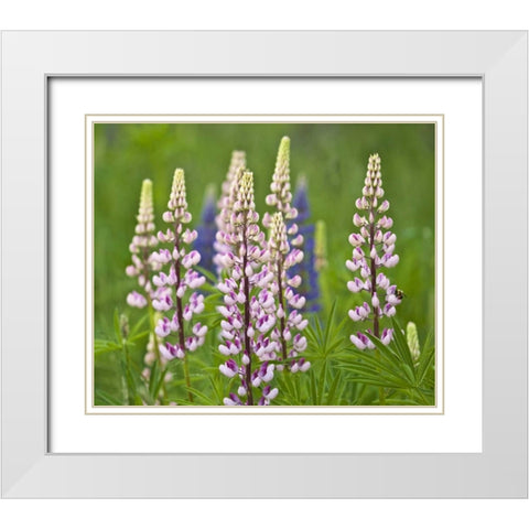 Maine, Acadia NP Lupine flowers and bee White Modern Wood Framed Art Print with Double Matting by Rotenberg, Nancy