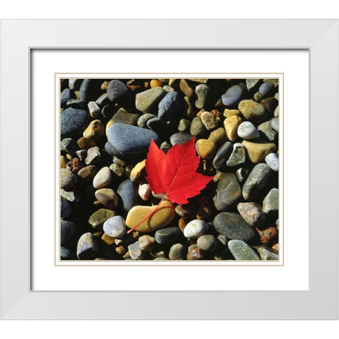 USA, Maine, A Maple leaf on a Rock Background White Modern Wood Framed Art Print with Double Matting by Talbot Frank, Christopher