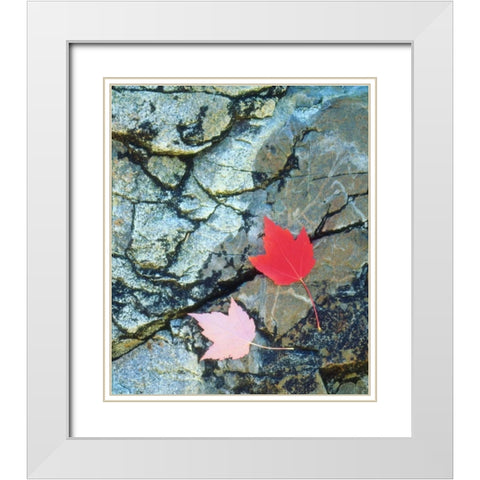 USA, Maine, A Maple leaf on a Rock Background White Modern Wood Framed Art Print with Double Matting by Talbot Frank, Christopher