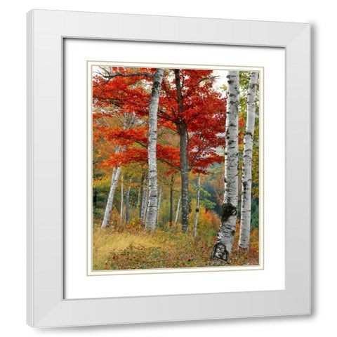 ME, Wyman Lake Forest in autumn White Modern Wood Framed Art Print with Double Matting by Terrill, Steve