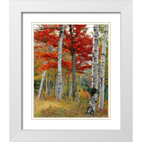 ME, Wyman Lake Forest in autumn White Modern Wood Framed Art Print with Double Matting by Terrill, Steve