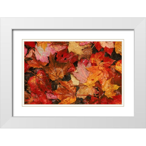 USA, Maine Autumn maple leaves White Modern Wood Framed Art Print with Double Matting by Bush, Marie