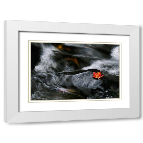 USA, Maine Maple leaf on black rock in stream White Modern Wood Framed Art Print with Double Matting by Bush, Marie