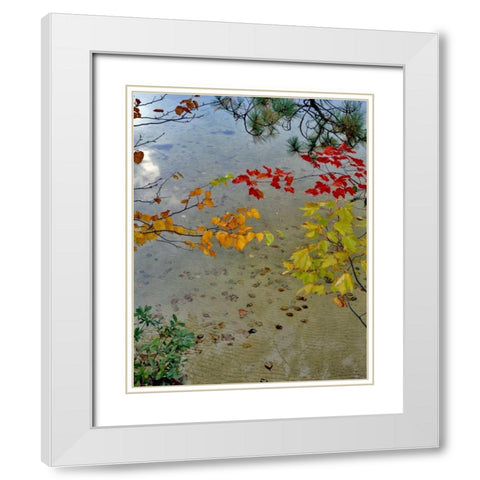 Maine Scenic of lake shore of Upper Togue Pond White Modern Wood Framed Art Print with Double Matting by Terrill, Steve