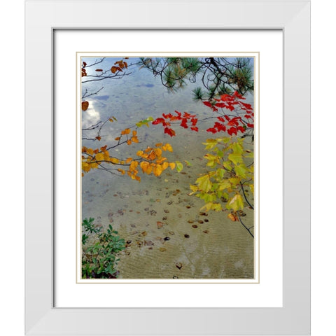 Maine Scenic of lake shore of Upper Togue Pond White Modern Wood Framed Art Print with Double Matting by Terrill, Steve